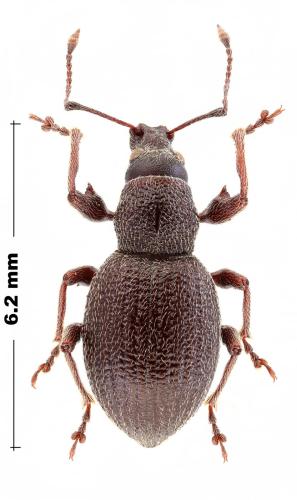 Otiorhynchus brachialis